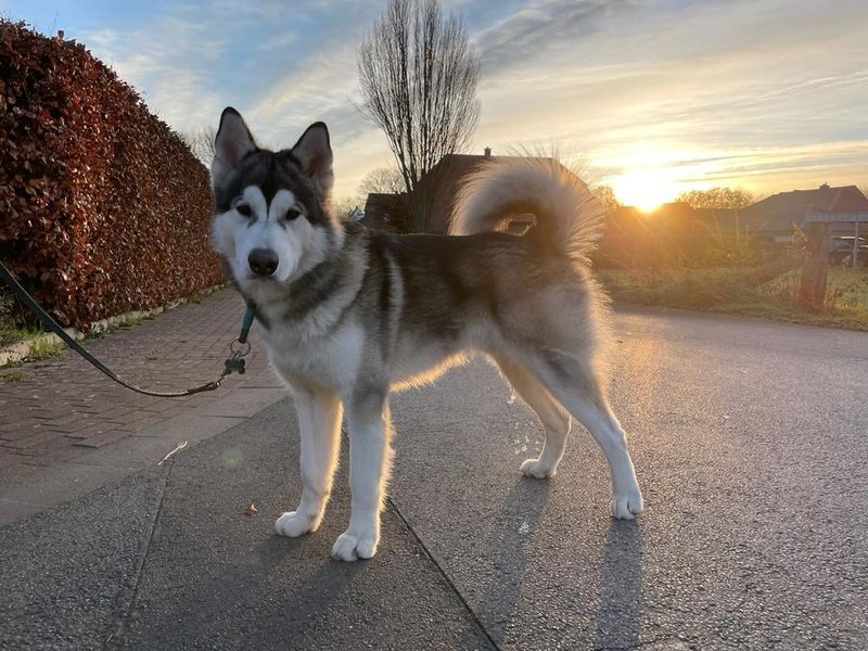 Alaskan Malamute