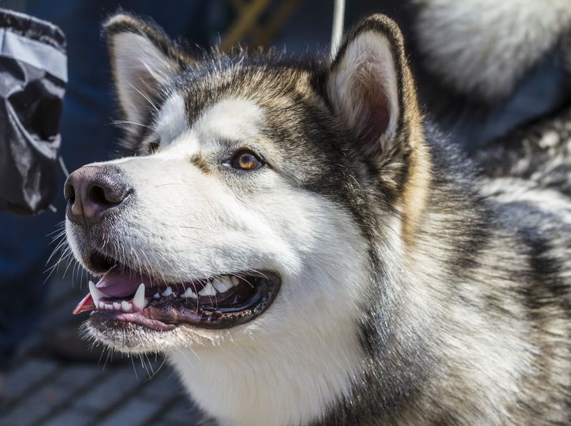 Alaskan Malamute