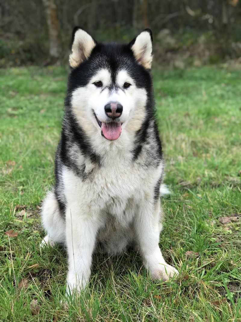 Alaskan Malamute