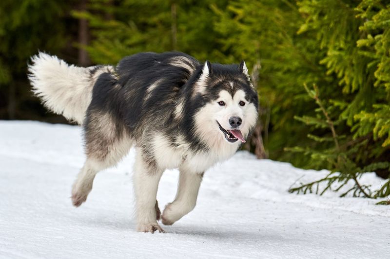 Alaskan Malamute