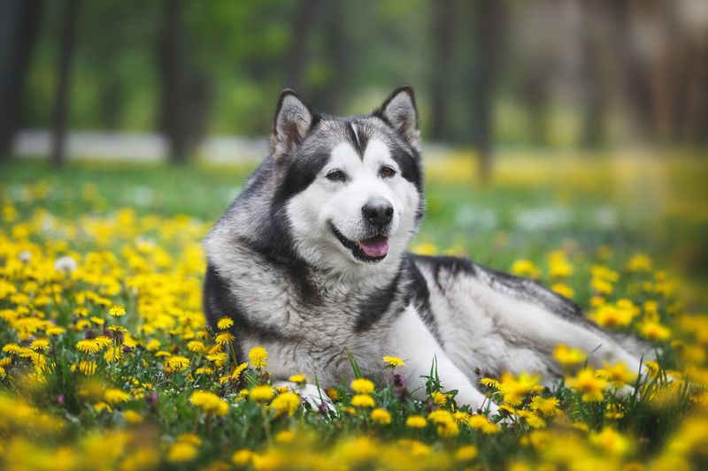 Alaskan Malamute