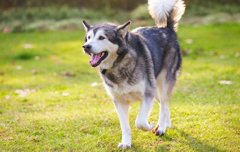 Alaskan Malamute