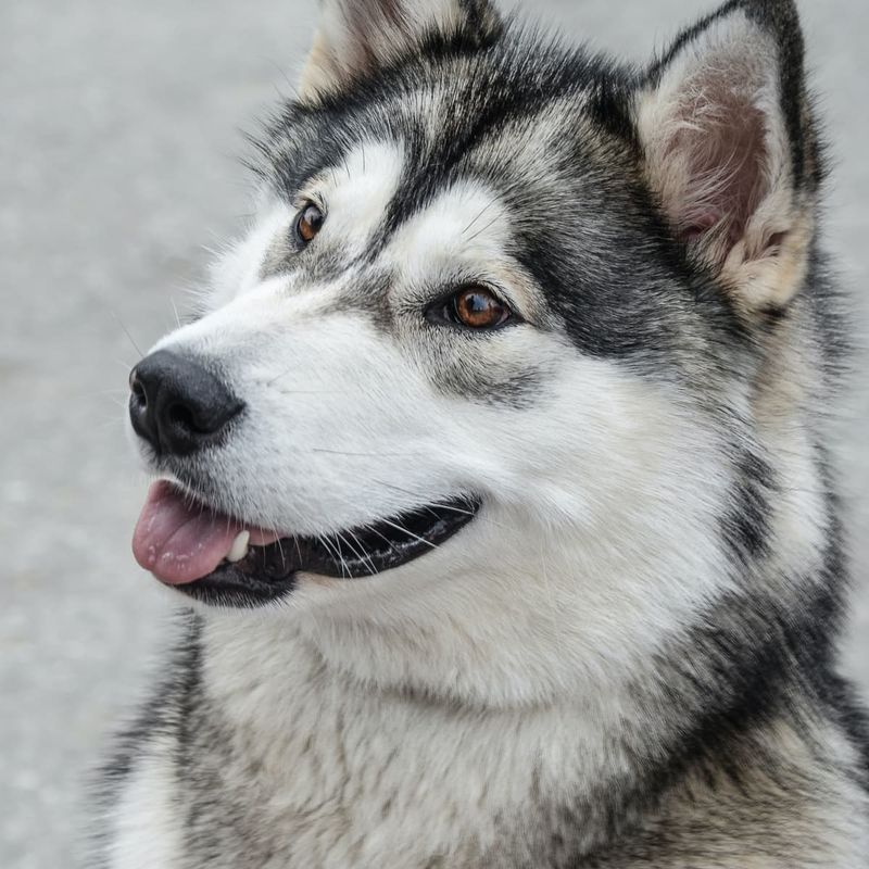 Alaskan Malamute