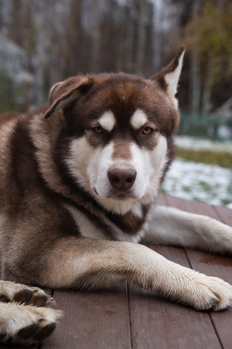 Alaskan Malamute