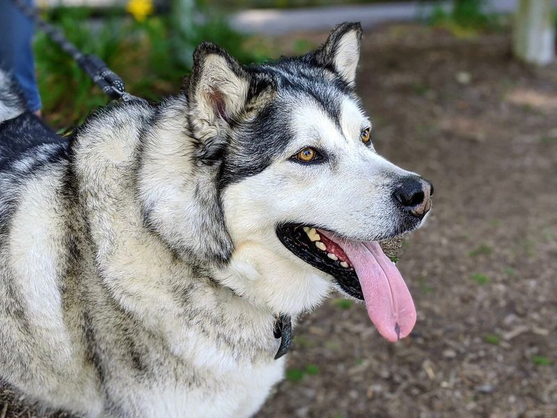 Alaskan Malamute