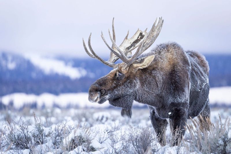 Alaskan Moose