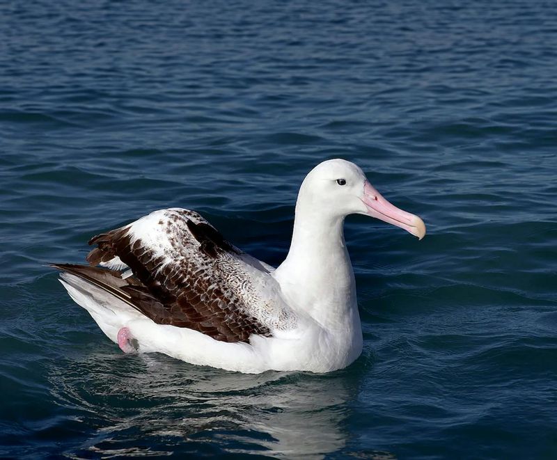 Albatross