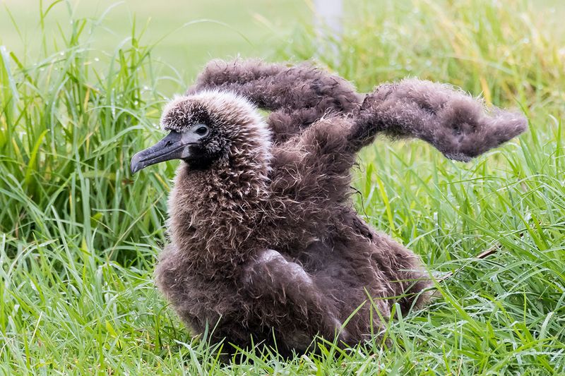 Albatross Chicks