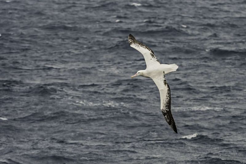 Albatross Long Flights