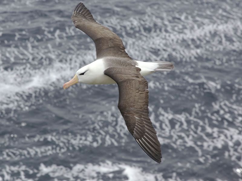 Albatross Long Flights