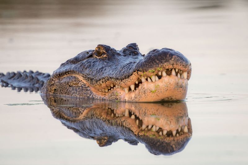 Alligator