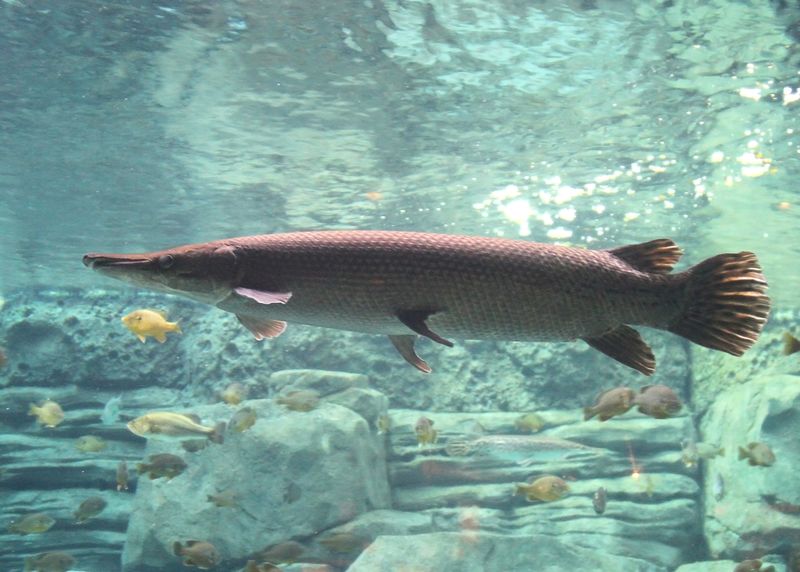 Alligator Gar