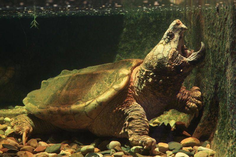 Alligator Snapping Turtle