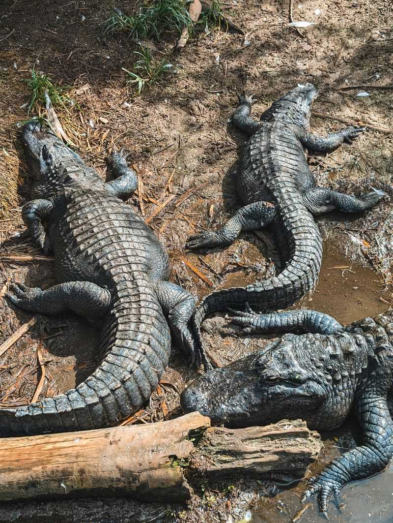 Alligators