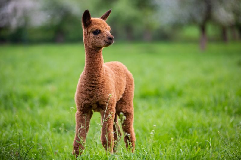 Alpaca