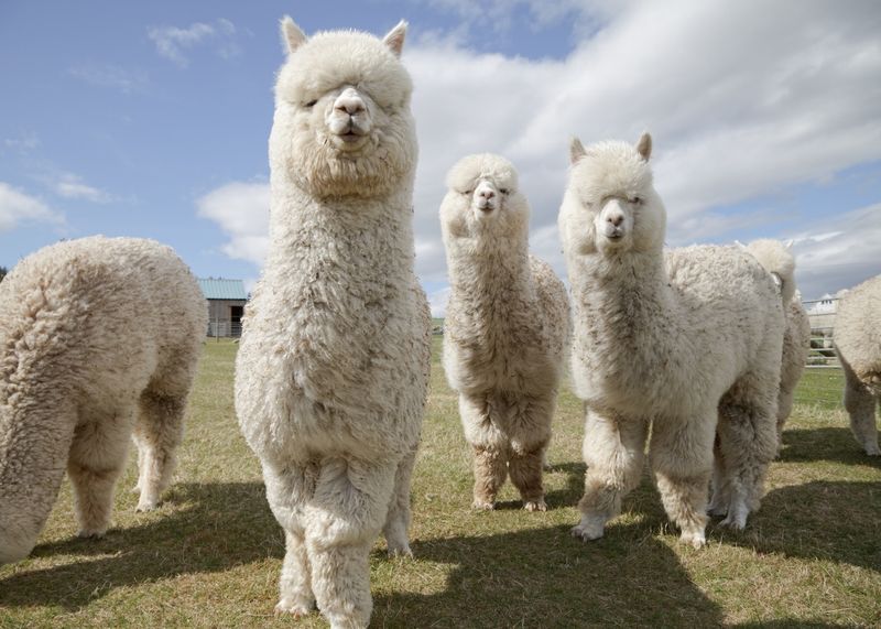 Alpaca