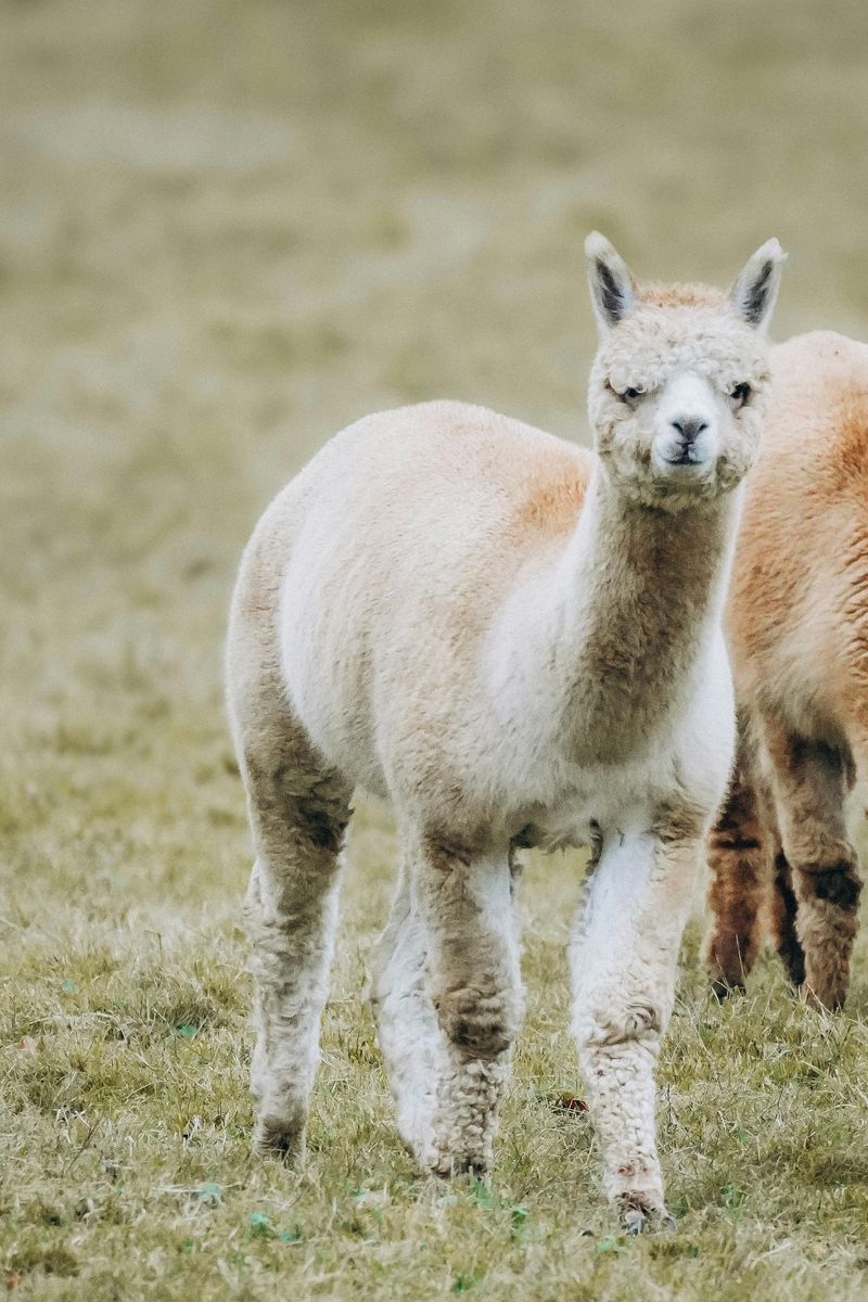 Alpacas