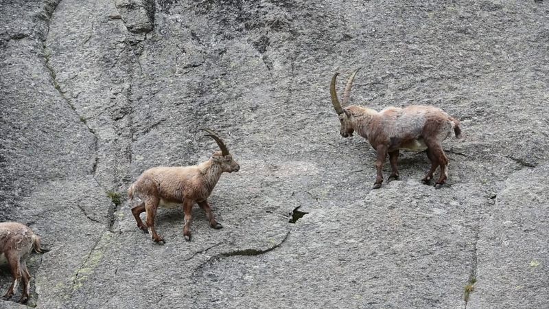 Alpine Ibex's Cliff Climbing