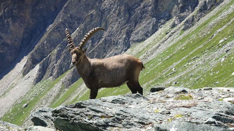 Alpine Ibex