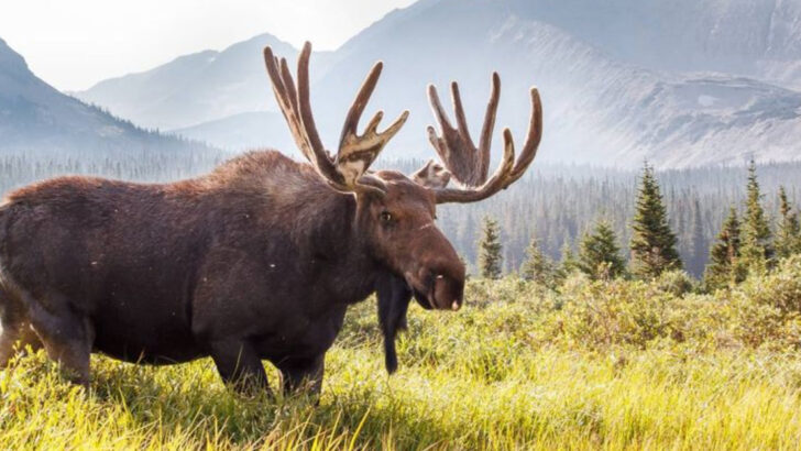 Amazing Animals You Can Find in Minnesota’s Wild