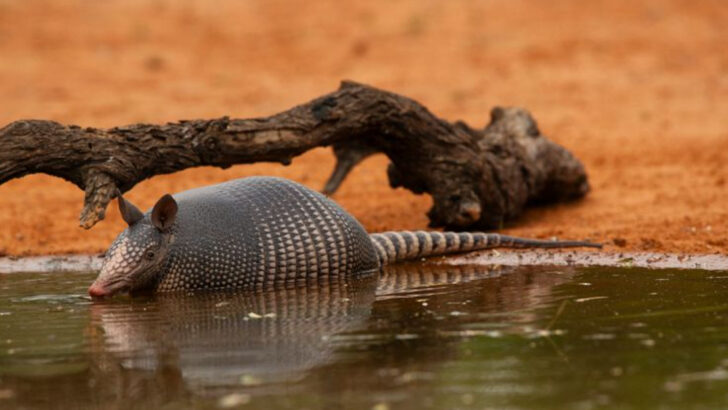 23 Amazing Animals You’ll Find in Missouri’s Wildlands