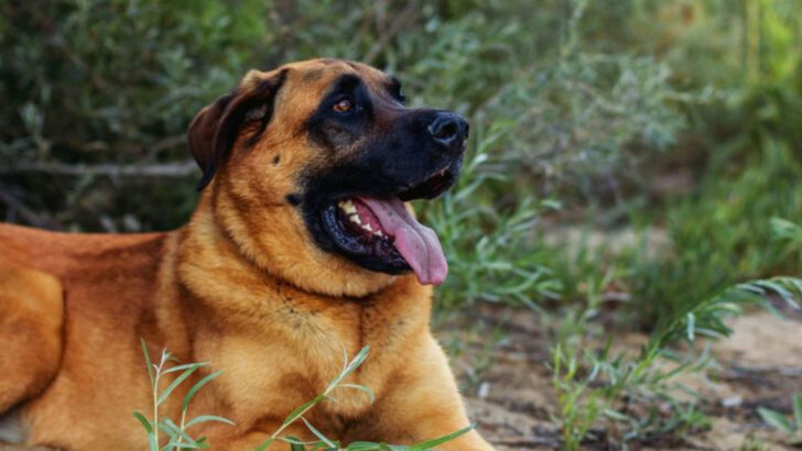 Amazing Things About the Mastiff Shepherd Mix