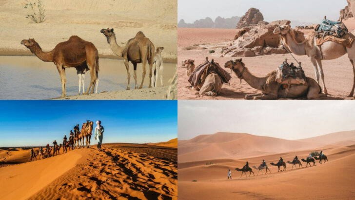 16 Amazing Things You Didn’t Know Camels Could Do