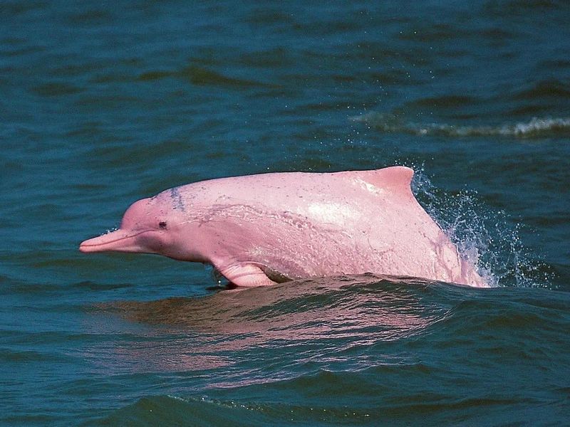 Amazon River Dolphin