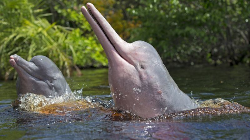 Amazon River Dolphin