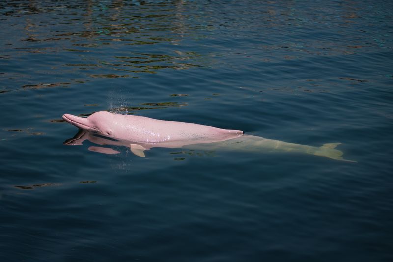 Amazon River Dolphin