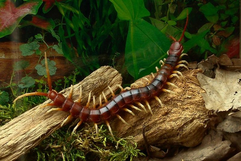 Amazonian Giant Centipede