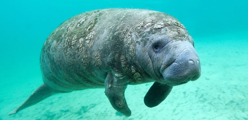 Amazonian Manatee