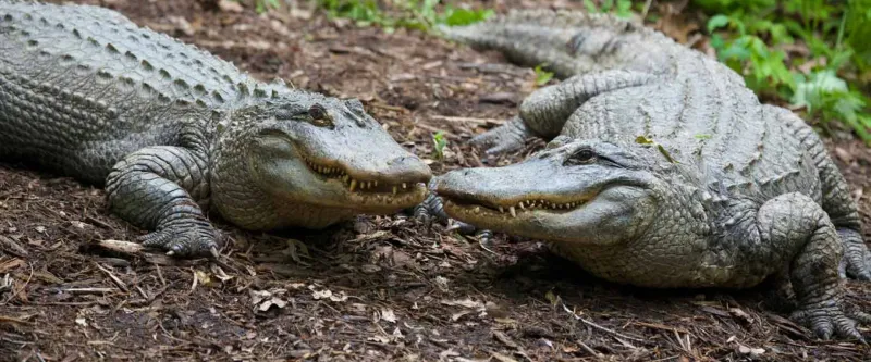 American Alligator