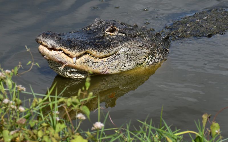 American Alligator