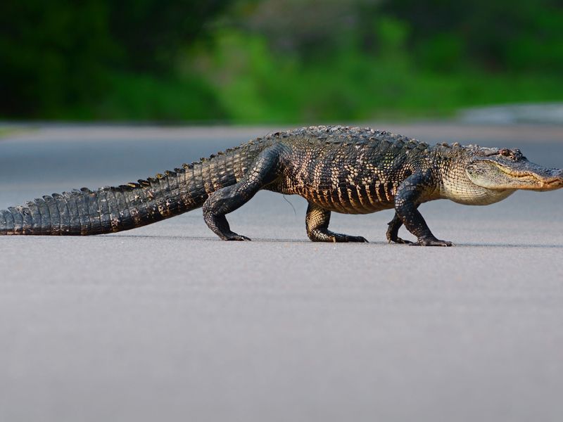 American Alligator