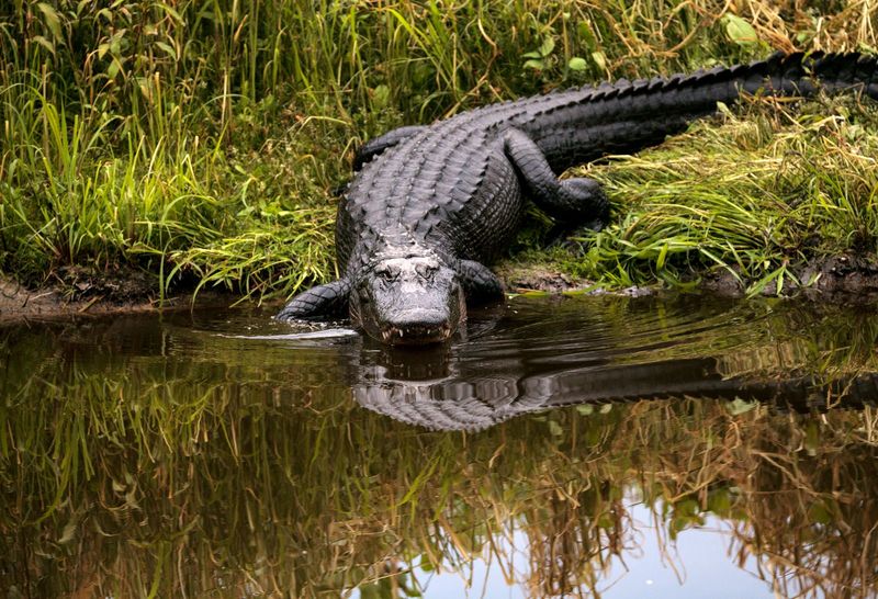 American Alligator