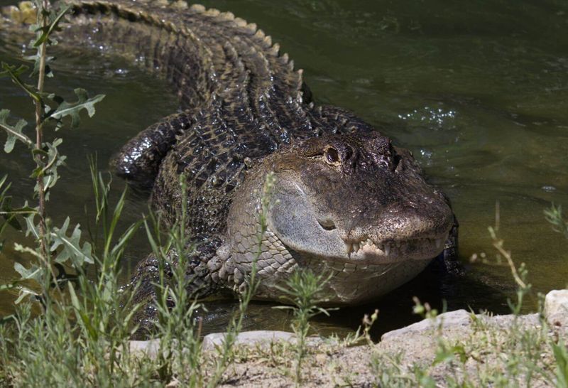 American Alligator