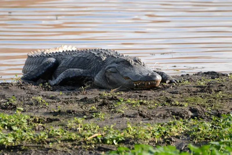 American Alligator