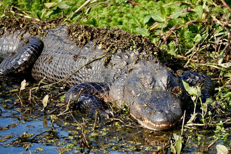 American Alligators