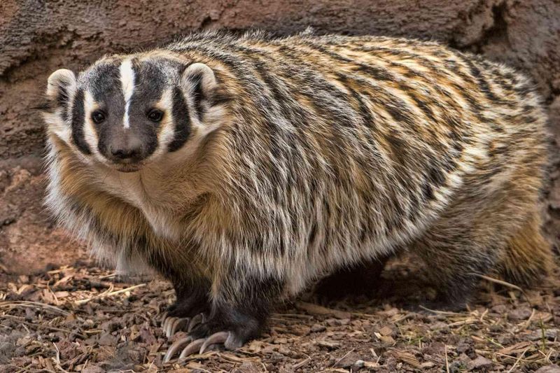 American Badger