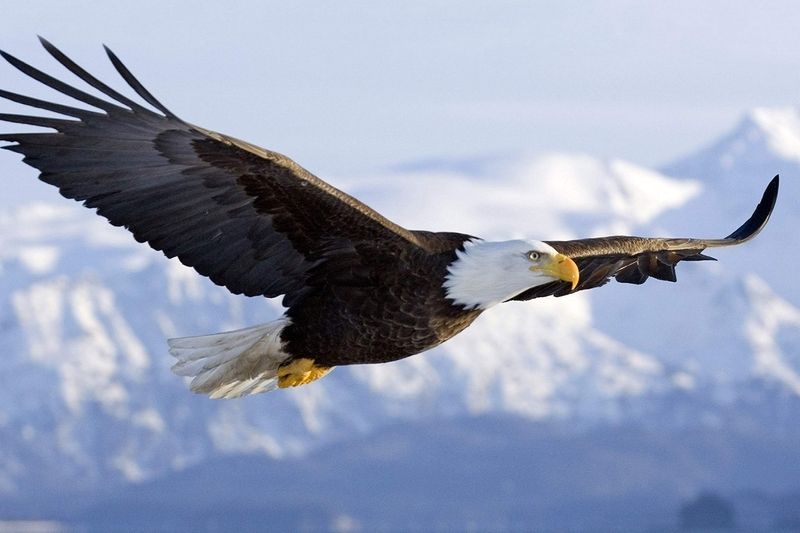 American Bald Eagle