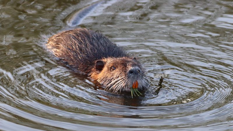 American Beaver