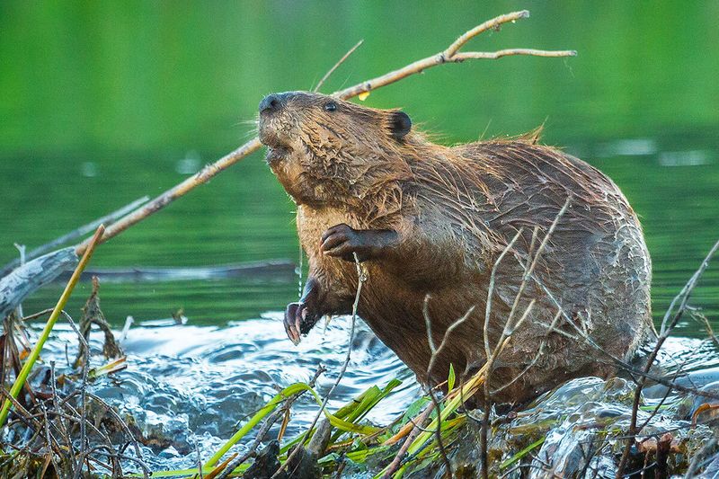 American Beaver