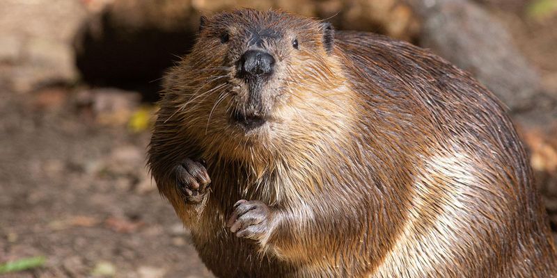 American Beaver