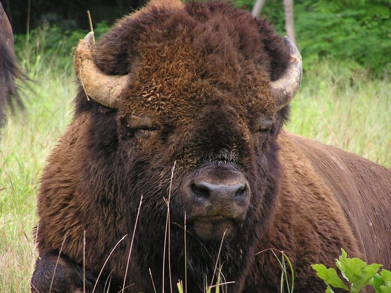 American Bison