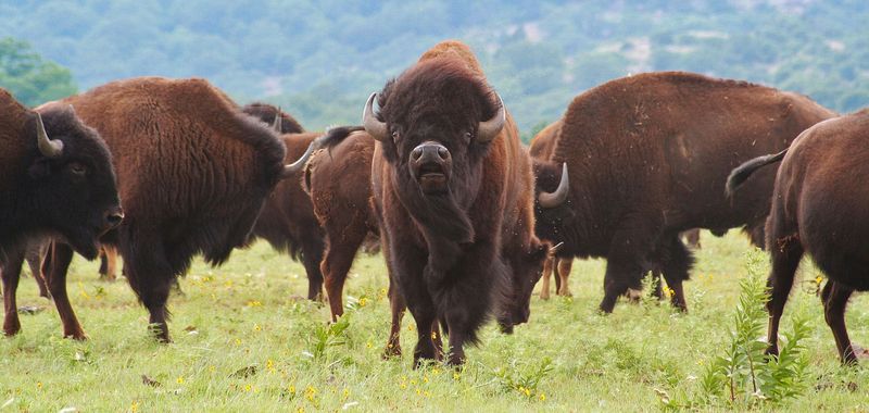 American Bison