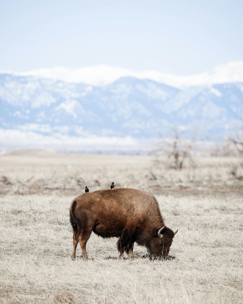 American Bison