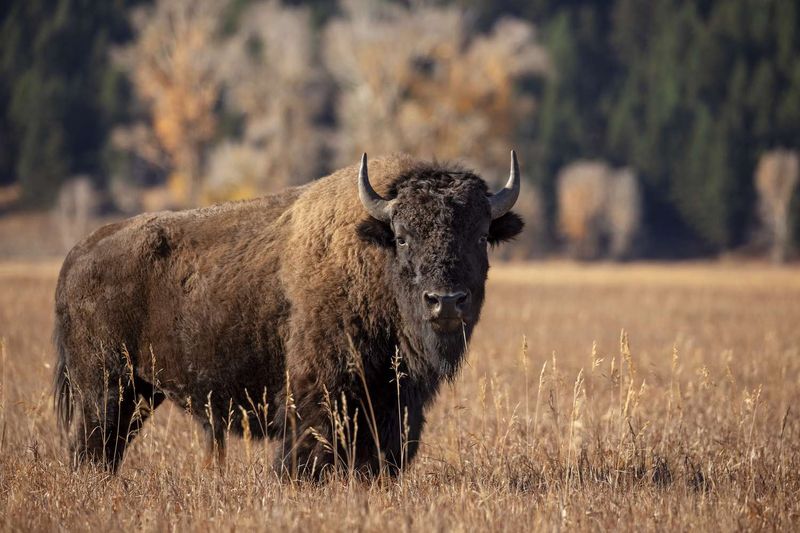 American Bison