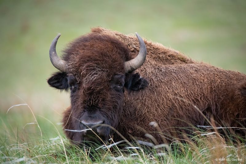 American Bison