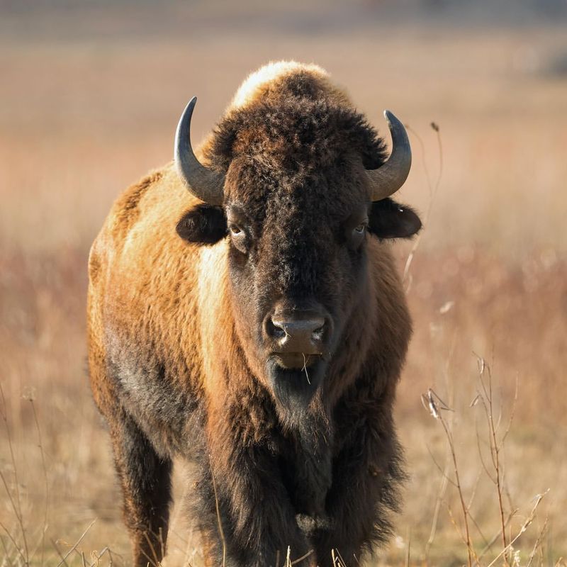 American Bison